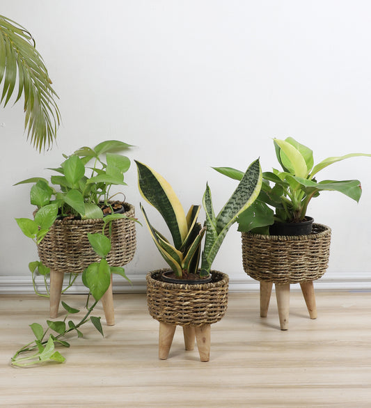 Biege Jute Planter Set of 3